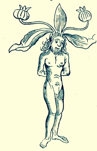 Fig. 7. Mandrake Root in Shape of a Man. See: C. Schneider. Der allgemeine und Krieger-Aberglaube…Wien, 1865, 313.